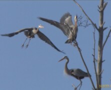 Great Blue Heron Early Spring Rookery
