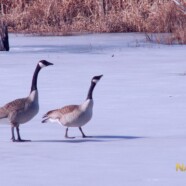 Early Spring Territoriality, Canadian Geese