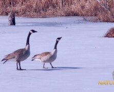 Early Spring Territoriality, Canadian Geese