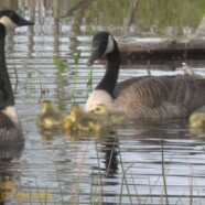 Canada Goose Spring Nesting