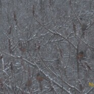 Spring Snowstorm Robins