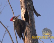 Pileated Woodpecker Drumming