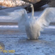 Trumpeter Swans in Icy Spring River