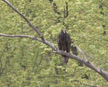 Turkey Vultures and Black Vultures
