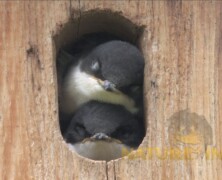 Tree Swallows and New Fledglings